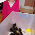 Sarah with the new chicks.